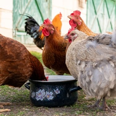 hens drinking water