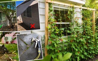 How to Keep Your House Cool Using Plants