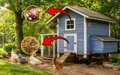 Should You Paint Your Chicken Coop Blue? Here’s the Truth