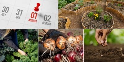 What August Says About Your Homestead cover