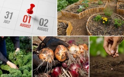 What August Says About Your Homestead