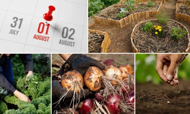 What August Says About Your Homestead