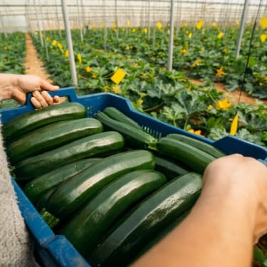 person in greenhouse zucchini