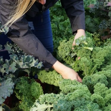 kale in the garden