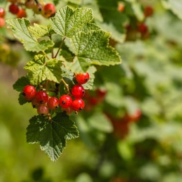 hawthorn berries