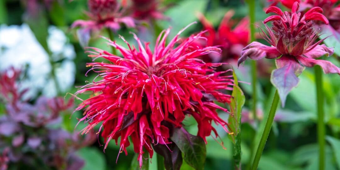 Bee Balm – How to Grow, Harvest, and Use It On Your Homestead