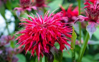 Bee Balm – How to Grow, Harvest, and Use It On Your Homestead