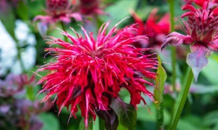 Bee Balm &ndash; How to Grow, Harvest, and Use It On Your Homestead
