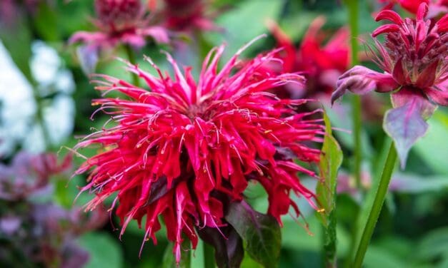 Bee Balm – How to Grow, Harvest, and Use It On Your Homestead