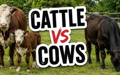 Cattle vs Cows: What Is the Actual Difference?
