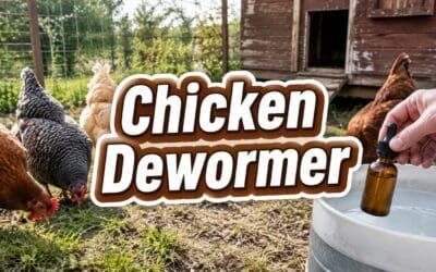 Chicken Dewormer – The Complete Guide to Treating and Preventing Worms in Your Flock