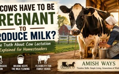 Do Cows Have to Be Pregnant to Produce Milk? The Straight Answer
