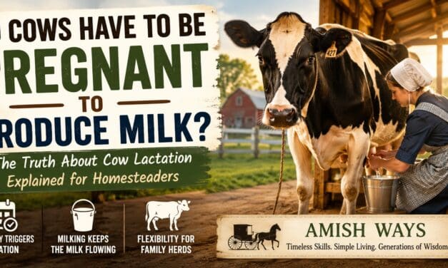 Do Cows Have to Be Pregnant to Produce Milk? The Straight Answer
