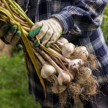 harvesting garlic