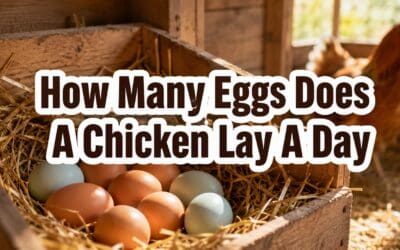 How Many Eggs Does a Chicken Lay a Day?