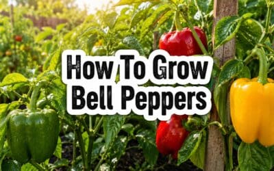 How to Grow Bell Peppers – The Complete Guide From Seed to Harvest