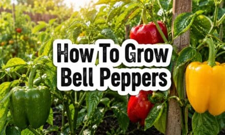 How to Grow Bell Peppers &ndash; The Complete Guide From Seed to Harvest