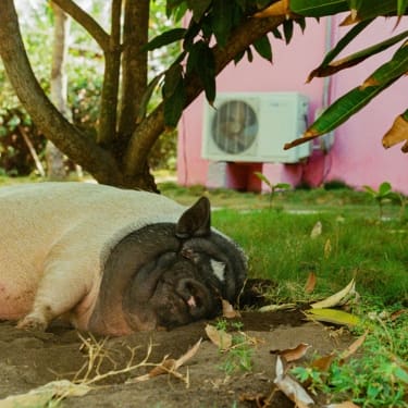 Ac unit in shade and a pig