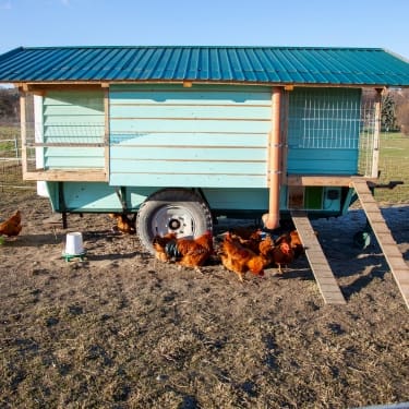 a blue chicken coop 