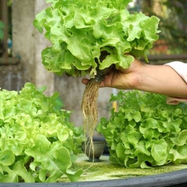 aquaphonics salad