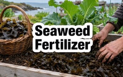 Seaweed Fertilizer – The Complete Guide to Feeding Your Garden with Ocean Nutrients