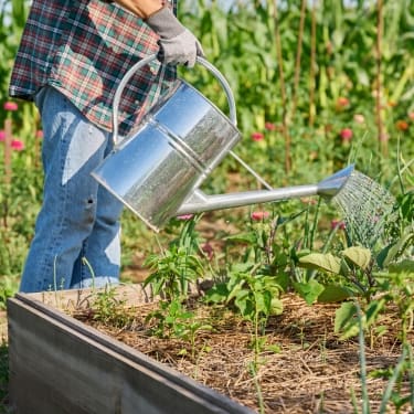 man watering garden bed