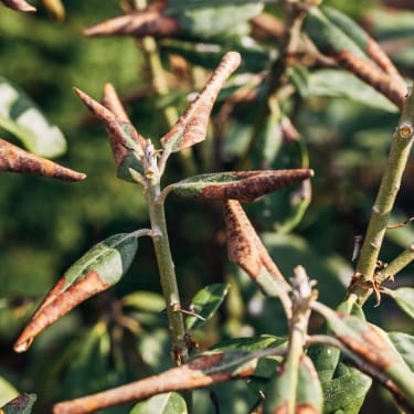 leaves with burns 