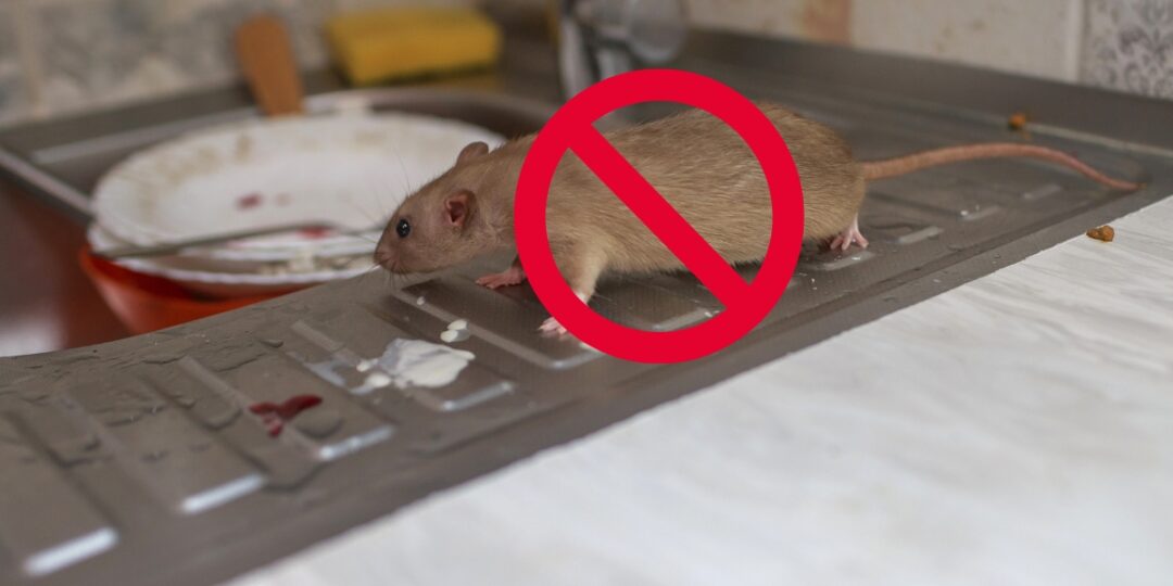 12 Ways To Mouse-Proof Your Homestead