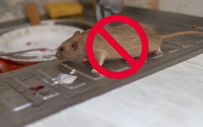 12 Ways To Mouse-Proof Your Homestead