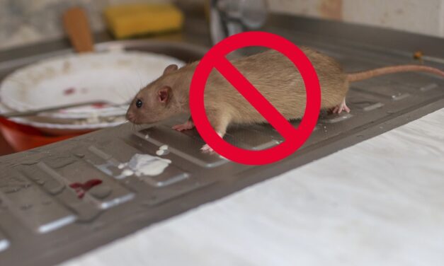 12 Ways To Mouse-Proof Your Homestead