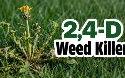 2,4-D Weed Killer – What It Is, How It Works, and Whether It’s Safe to Use