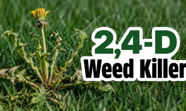 2,4-D Weed Killer – What It Is, How It Works, and Whether It’s Safe to Use