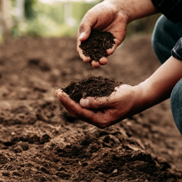 soil in hand
