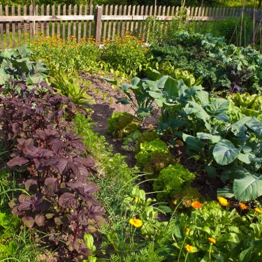 beautiful vegetable garden