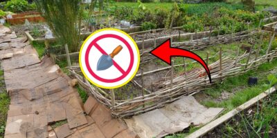 How to Start a No-Dig Garden From Scratch cover