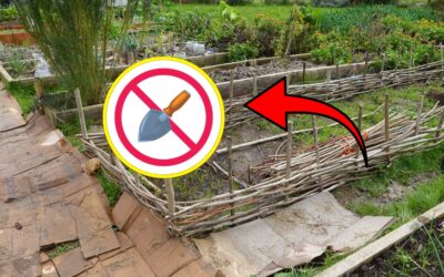 How to Start a No-Dig Garden From Scratch