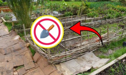 How to Start a No-Dig Garden From Scratch