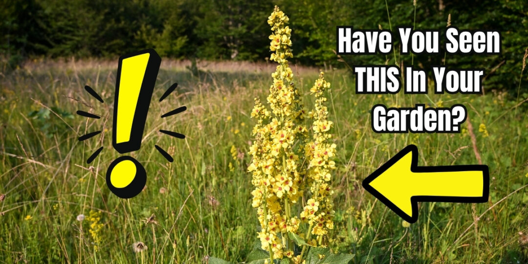 If You See This Weed, Your Garden Is in Trouble…