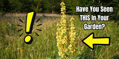 If You See This Weed, Your Garden Is in Trouble...