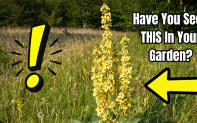 If You See This Weed, Your Garden Is in Trouble…