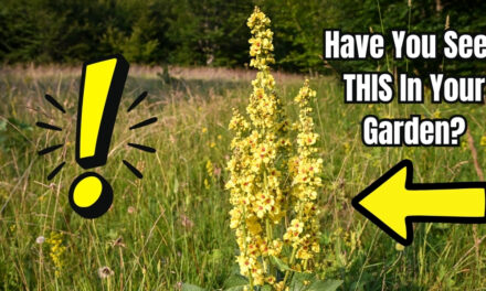 If You See This Weed, Your Garden Is in Trouble&hellip;