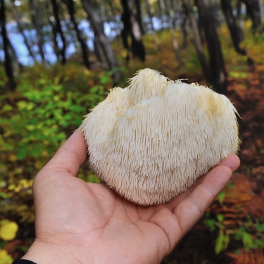 Lion's Mane mushroom
