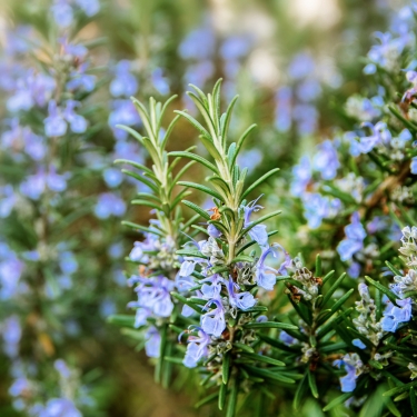 fresh rosemary