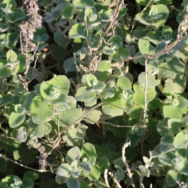 peppergrass