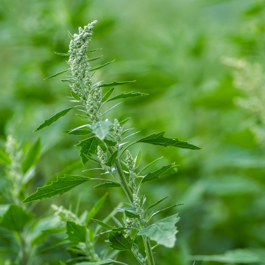 Lambsquarters