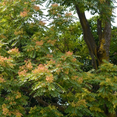 Trees You Don't Want Growing on Your Property