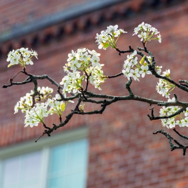 Trees You Don't Want Growing on Your Property 