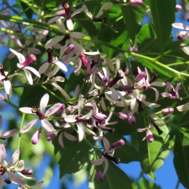 Trees You Don't Want Growing on Your Property 