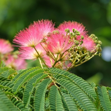 Trees You Don't Want Growing on Your Property 
