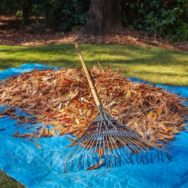 fallen leaves 